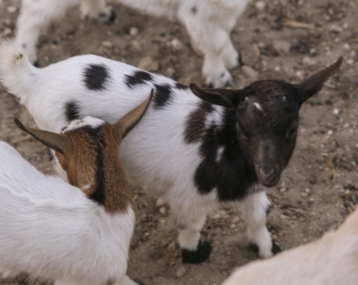 Dwarf goats at Cocoon